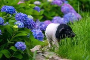 入住“猪景房”可以观赏可爱的中华熊猫猪。