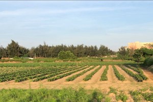 回乡偶书（之一）