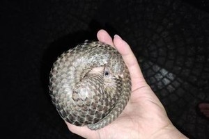 民众保护珍稀动物