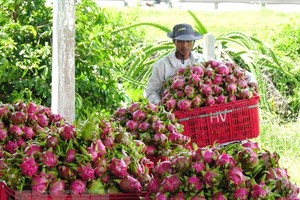 平顺省的一名农夫在收获火龙果。（图：越通社）