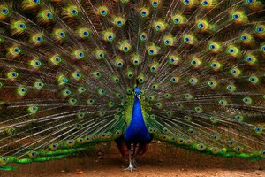 肖明摄影作品欣赏——瞒屏彩