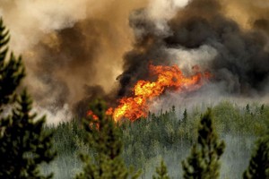 当地时间2023年7月2日，加拿大不列颠哥伦比亚省圣约翰堡北部，唐尼溪野火的火焰沿着山脊燃烧。（图：AP）