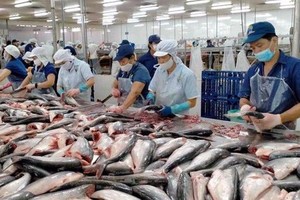 中国仍是越南查鱼最大市场