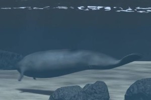 图为Perucetus colossus的复原图。