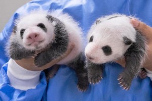 韩爱宝乐园双胞胎大熊猫幼崽满月