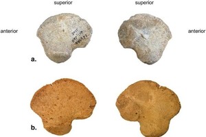 4.5 万年前婴儿髂骨出土
