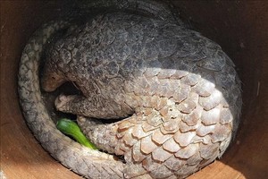 芹苴市民阮文战本月5日在离家附近捕鱼时捕获的穿山甲。（图：越通社）