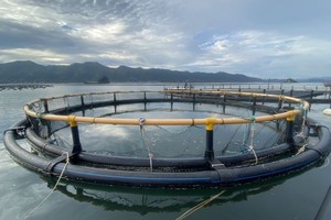 STP 集团的养殖水海产模式。