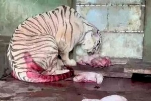 芒果动物园迎来7只孟加拉虎崽