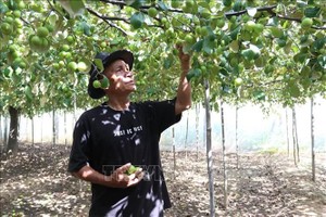 提高宁顺青苹果经济效果