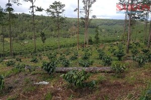 咖啡树种在林地的模式。