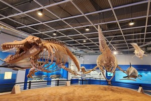 韩蔚山打造特色鲸鱼旅游线路