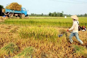 日本和东盟计划今年12月举行的日本-东盟建立友好关系50周年纪念峰会上再一次强调对紧急情况下确保粮食安全的承诺。（图：越通社）