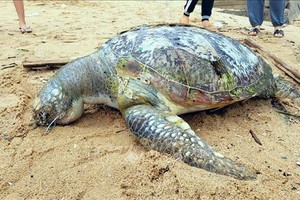 头顿海滩惊现海龟浮尸