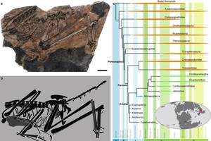 首现 1.5 亿年前鸟翼类恐龙化石