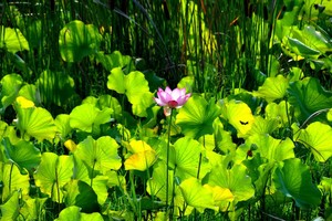 明媚时光 肖明 摄