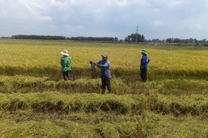 南部西区捕捉田鼠忙