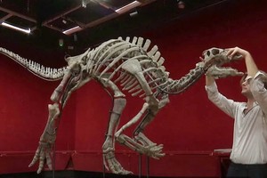 1.5 亿年前恐龙骨架将在巴黎拍卖