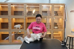 “酒店”共有14个豪华“格子间”和猫咪得到周到的护理服务。