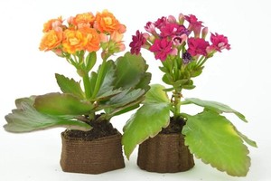 咖啡渣成可食用与堆肥3D列印原材料