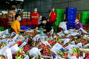 隆安省有一百零九个火龙果单位获发包装单位代码。