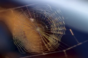 利用基因工程蚕吐出蜘蛛丝 比防弹背心原材料强韧６倍