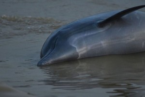 亚马逊逾百头淡水豚或死于高温
