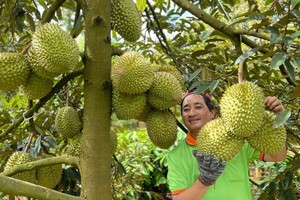 榴櫣跻身“10亿美元”出口水果行列。（图：VNN）