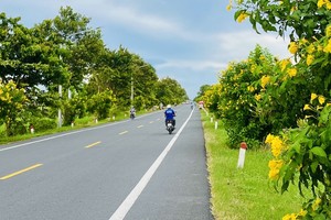 黄钟花夹道绽放。