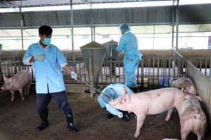 兽医人员在给一头猪进行检测非洲猪瘟核酸。（图：越通社）