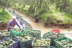 农民将橙子运到市场。