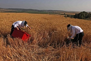 报告指出，全球灾害事件发生频率从上世纪70年代的每年约100起增加到过去20年的每年约400起，灾害事件的强度和复杂性也在上升。图为以色列麦田。（图：AFP）