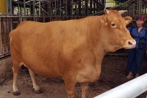 一头韩国牛。（示意图：互联网）