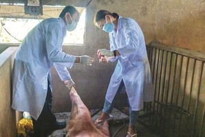 隆安省销毁病猪