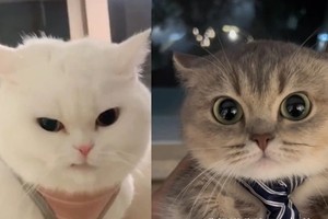 猫的面部表情共有 276 种