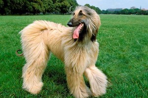 （示意图：互联网）