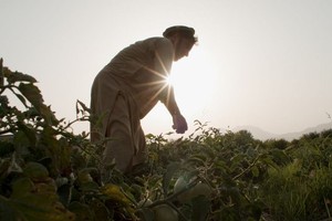 前罂粟种植农在阿富汗楠格哈尔省转种西红柿。（图：联合国）