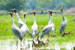 同塔保存与发展丹顶鹤