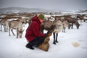 瑞典萨米人社区呼吁加强对驯鹿的保护。（图：Getty Images）