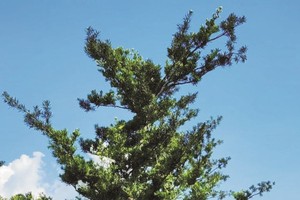 前江省新富县花农正照料盆景，为服务2024年春节市场做好准备。