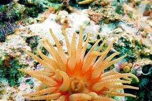 研究显示海葵也是“向日葵”