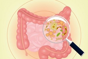 这３菌种是和肠道菌及肌少症有关