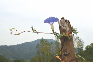  方华摄影作品欣赏——号角