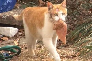 （示意图：互联网）