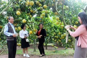 游客参观陆岸柚子园。（图：公营）