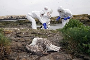 近日来，德国、荷兰、意大利、克罗地亚和匈牙利等国的农场纷纷暴发禽流感疫情。（示意图：AP）