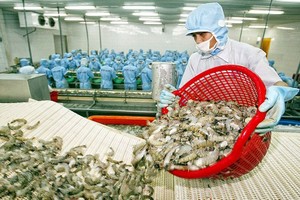 虾类出口企业生产线。