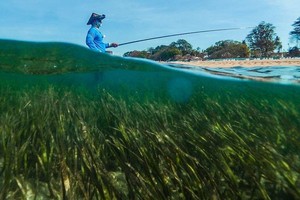 海草草甸—大片绿色的、草状的嫩芽和花朵——是应对气候变化的非常有效的基于自然的解决方案。（图：联合国） 