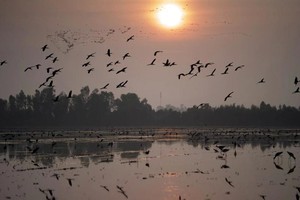 同塔迎来候鸟迁徙高峰