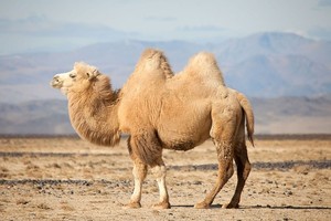 （示意图：互联网）